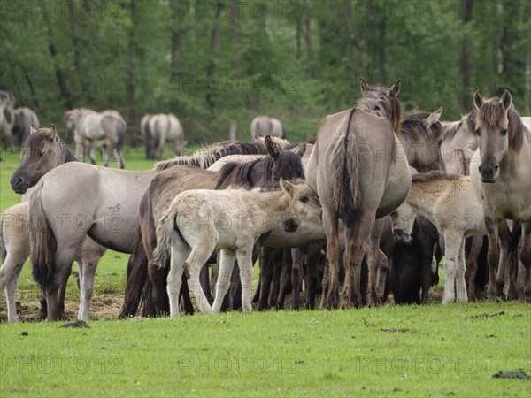 A herd of horses stands close together in a green meadow near a forest, merfeld, münsterland,