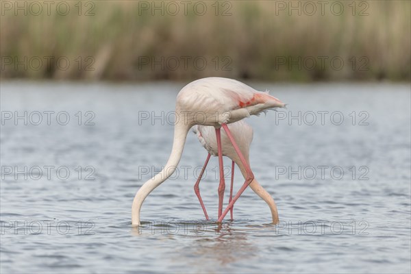 Two flamingos (Phoenicopterus roseus) eating in a pond in a nature reserve. Saintes Maries de la