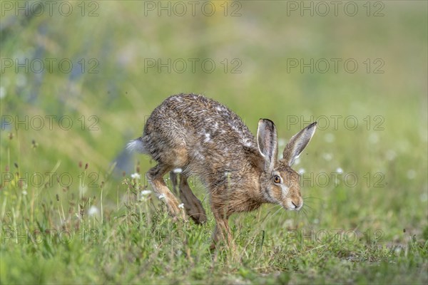 European hare (Lepus europaeus) Brown hare in motion hopping in a meadow. Kaiserstuhl, Freiburg im