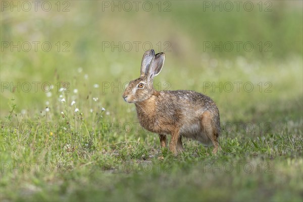 European hare (Lepus europaeus) Brown hare in motion hopping in a meadow. Kaiserstuhl, Freiburg im