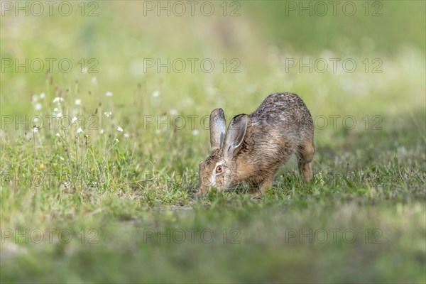European hare (Lepus europaeus) Brown hare smelling odours on the ground in a meadow. Kaiserstuhl,