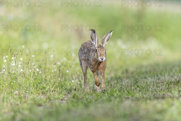 European hare (Lepus europaeus) Brown hare in motion hopping in a meadow. Kaiserstuhl, Freiburg im