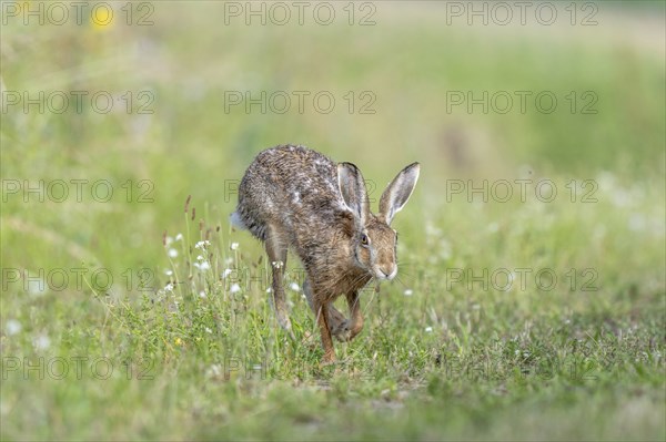 European hare (Lepus europaeus) Brown hare in motion hopping in a meadow. Kaiserstuhl, Freiburg im