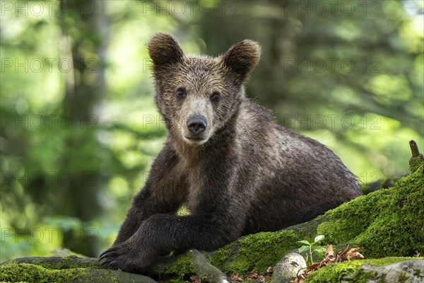 European brown bear (Ursus arctos arctos) in the forest, young, Notranjska region, Slovenia, Europe