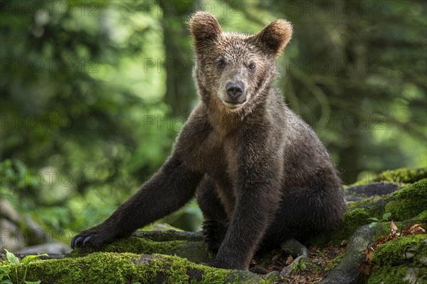 European brown bear (Ursus arctos arctos) in the forest, Notranjska region, Slovenia, Europe