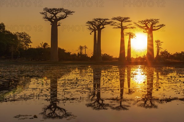 Amazing sunset with reflection in the pond at the Avenue of the Baobabs near Morondava