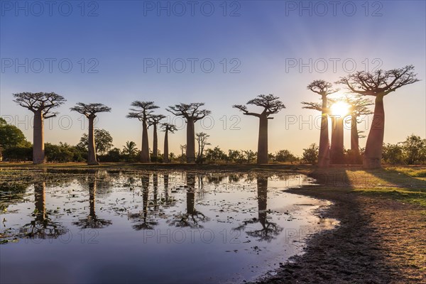 Amazing sunset with reflection in the pond at the Avenue of the Baobabs near Morondava
