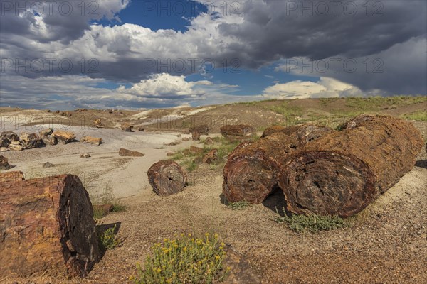 Petrified wood of the Petrified Forest National Park in Arizona
