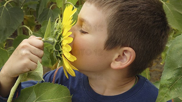 Child kissing a sunflower (Helianthus) Ð° mong green leaves in a sunny outdoor setting