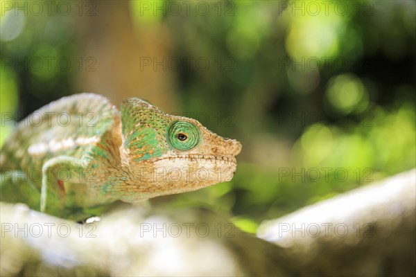 Female Parson's Chameleon sitting on tree branch at Madraka Reptile Farm, Madagascar, Africa