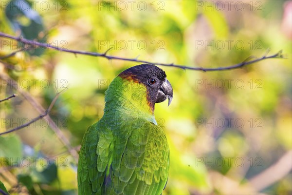 Nanday parakeet (Aratinga nenday) Pantanal Brazil
