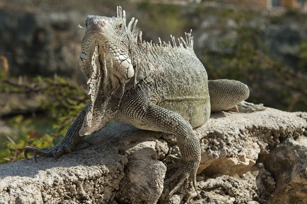Green iguana (Iguana iguana) looking directly at viewer, Caribbean, Windward Islands, Netherlands