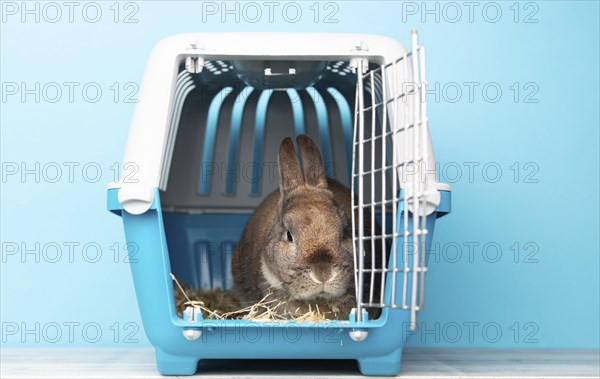 Rabbit in a transport box, pet locked in a cage, taking care of domestic animal, vacation or