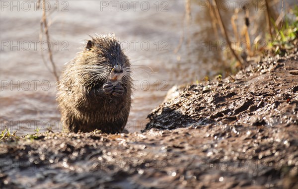 Nutria, coypu herbivorous, semiaquatic rodent member of the family Myocastoridae on the riverbed,