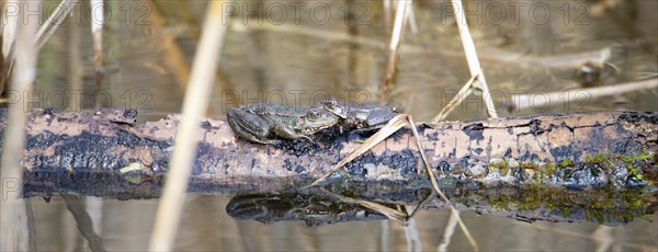 Aga toad, bufo marinus sitting on a tree log, amphibian inhabitant in wetland eco system, Haff