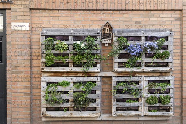 Vertical city garden, old pallets, Änggarden neighbourhood, Majorna-Linné district, Gothenburg,