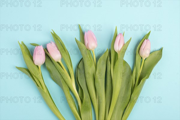 Tulips greeting card for mothers day, birthday, easter holiday, valentines day, spring season,