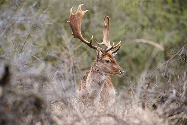 Red deer stag with antlers in spring, forest of Amsterdamse Waterleidingduinen in the Netherlands,