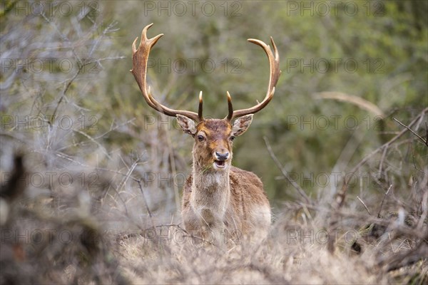 Red deer stag with antlers in spring, forest of Amsterdamse Waterleidingduinen in the Netherlands,