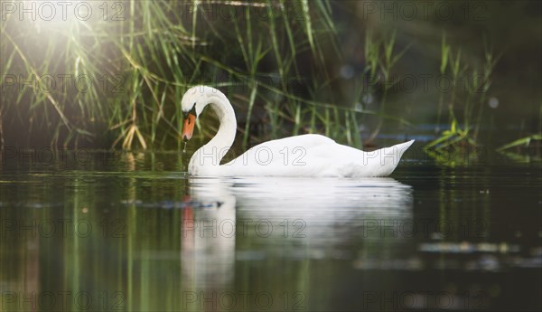 White swan is swimming at sunset, sunbeams and reflection, water birds, wildlife animals at the