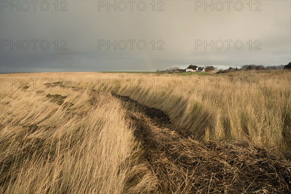 Path through the reed next to the north sea on the Island Romo in Denmark, stormy weather in winter