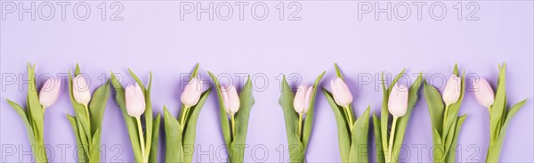Tulips greeting card for birthday, easter holiday, valentines day, mothers day, spring season