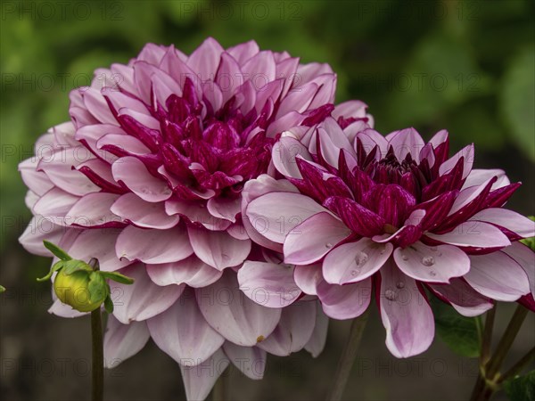 Close-up of two red chrysanthemums with dewdrops on the petals, Legden, münsterland, westphalia,