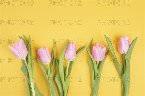 Pink tulips greeting card for birthday, easter holiday, womens day, mothers day, floral background