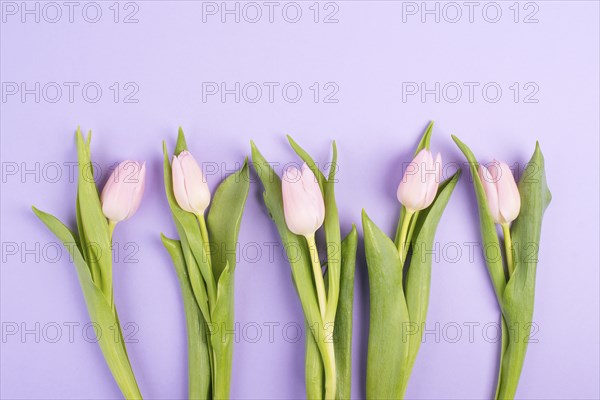 Pink tulips greeting card for birthday, easter holiday, womens day, mothers day, floral background