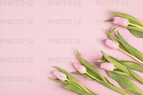 Pink tulips greeting card for birthday, easter holiday, womens day, mothers day, floral background