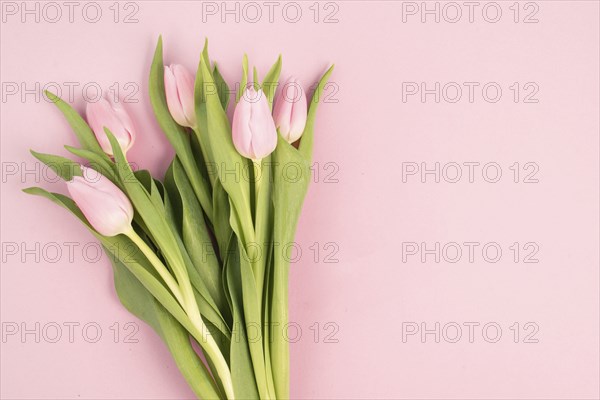 Pink tulips greeting card for birthday, easter holiday, womens day, mothers day, floral background