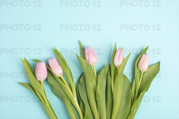 Pink tulips greeting card for birthday, easter holiday, womens day, mothers day, floral background