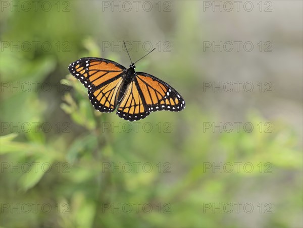 Beautiful Viceroy Butterfly Limenitis archippus full view outdoors from above wings spread open.