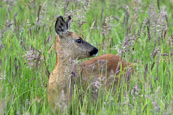 European roe deer (Capreolus capreolus) juvenile looking backward in grassland, meadow in spring