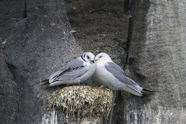 Black-legged kittiwake (Rissa tridactyla) adult with juvenile on nest on rock ledge in sea cliff at