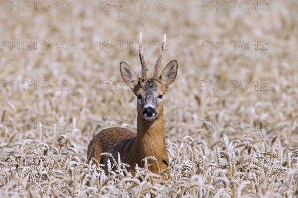 European roe deer (Capreolus capreolus) buck, male during the rut in wheat field, cornfield in