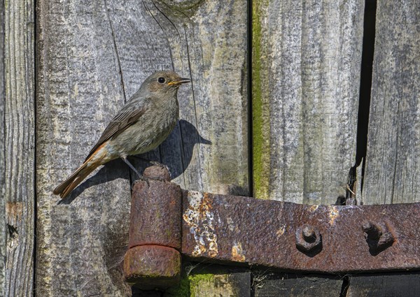 Black redstart (Phoenicurus ochruros gibraltariensis) female, first calendar year male perched on