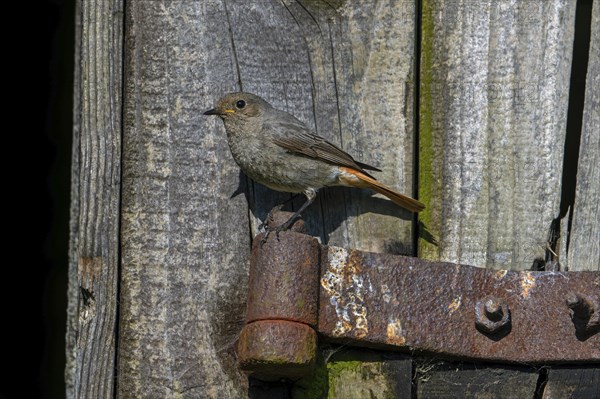 Black redstart (Phoenicurus ochruros gibraltariensis) female, first calendar year male perched on