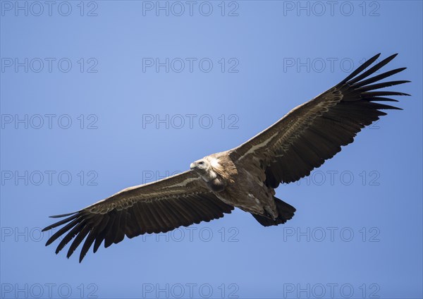 Griffon vulture (Gyps fulvus), Monfragüe National Park, Extremadura, Castilla La Mancha, Spain,