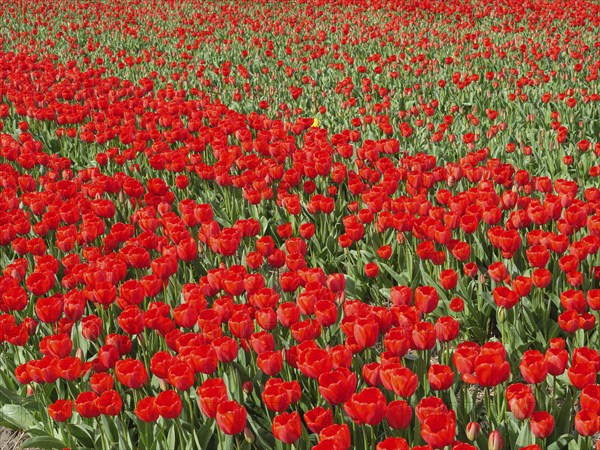 A wide field of tulips with masses of red flowers stretching to the horizon, amsterdam, holland,