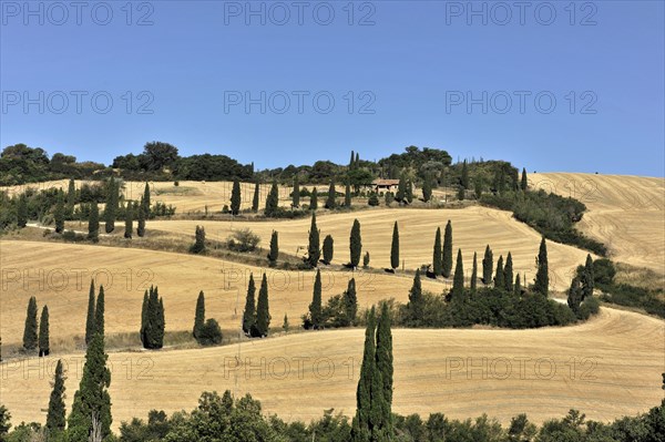 Cypress avenue La Foce, Tuscany, Italy, Europe, row of cypresses along rolling hills under a clear