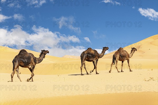 Group of dromedaries in the beautiful Omani Rub al-Chali Desert