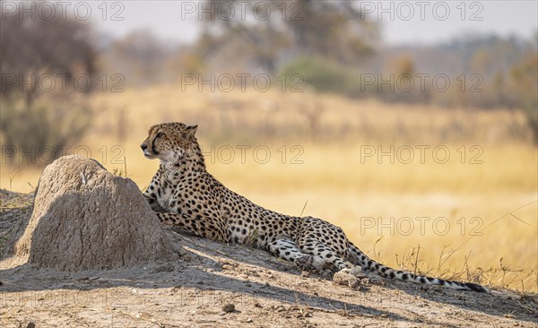 Cheetah in the Kruger National Park, South Africa during winter season