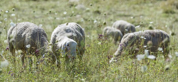 Flock of Sheeps (selective focus) on a meadow at a hot summer day