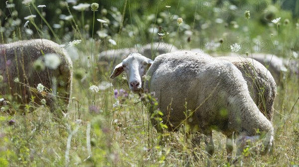 Flock of Sheeps (selective focus) on a meadow at a hot summer day