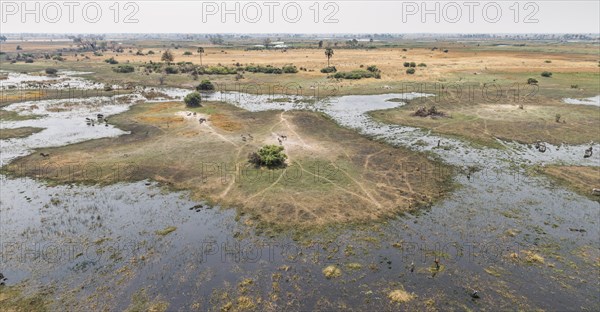 Wildlife in the Okavango Delta (aerial view from a helicopter)