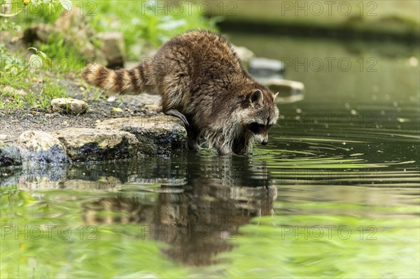 A raccoon carefully drinks water from the edge of a pond, surrounded by green nature, raccoon