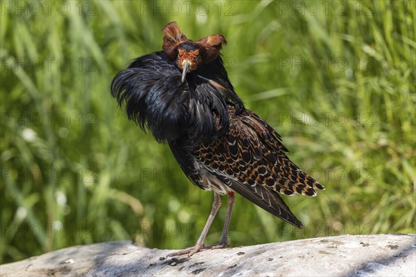 A colourful bird with magnificent plumage stands on a stone in a green meadow, ruff (Calidris