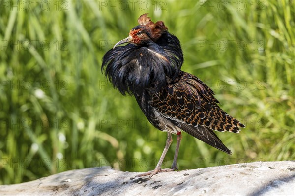 A bird with striking plumage sits on a stone in the middle of a green meadow, ruff (Calidris