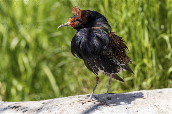 A bird with brown and black feathers stands on a stone in the meadow, ruff (Calidris pugnax, syn.:
